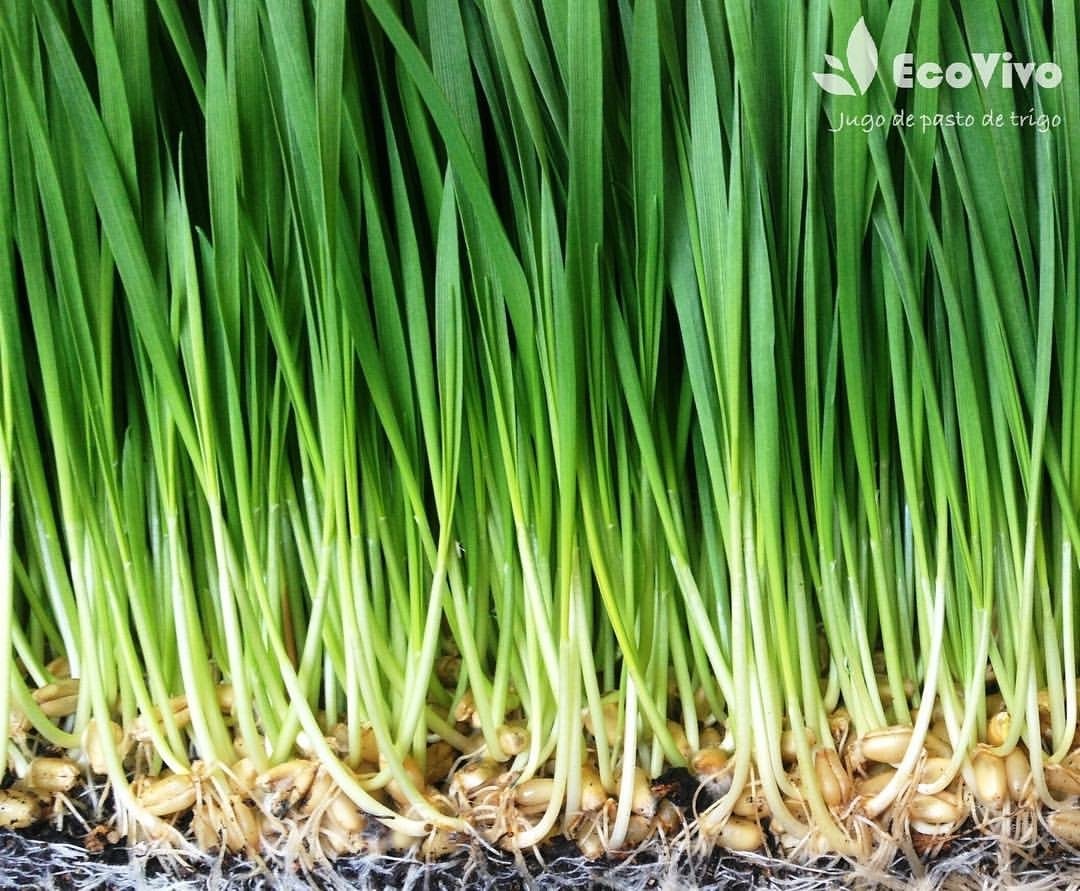 Brotes verdes de pasto de trigo creciendo juntos