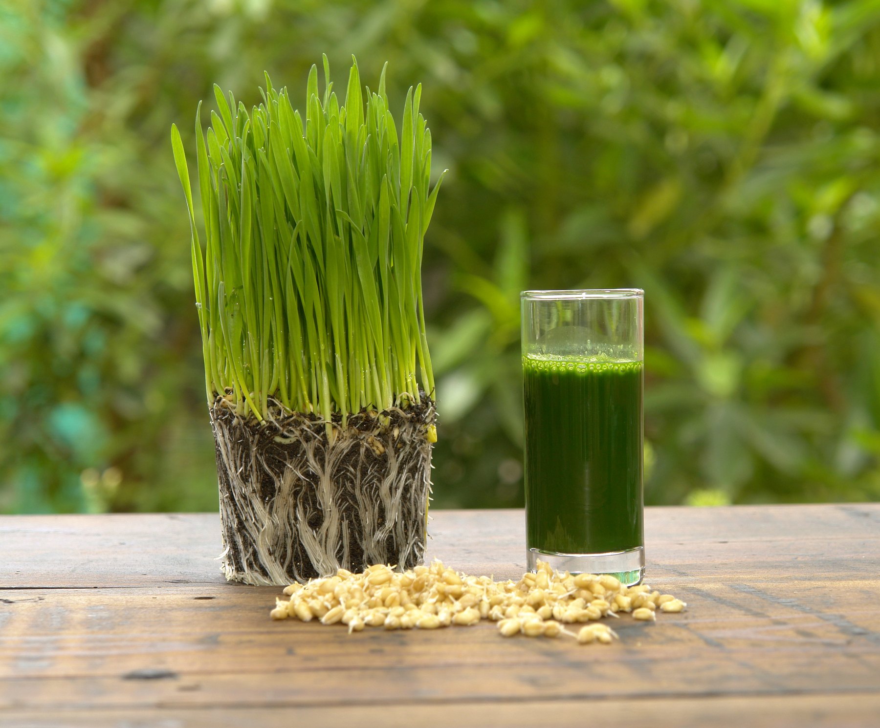 Pasto de trigo recién cosechado junto a un vaso de jugo verde