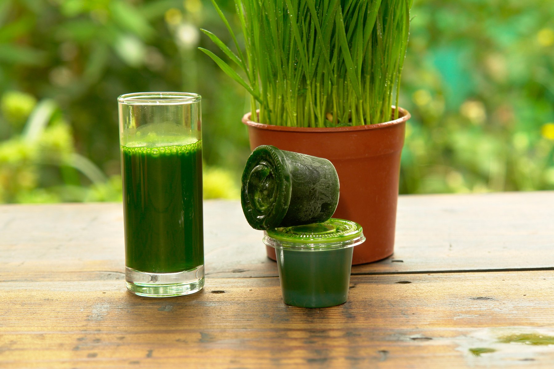 Porciones individuales de jugo de pasto de trigo